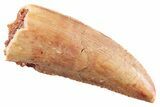 Serrated Raptor Tooth - Real Dinosaur Tooth #364819-1